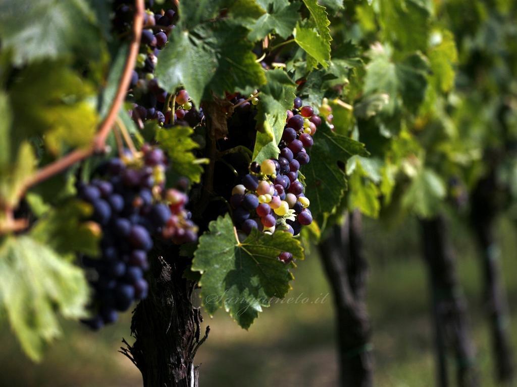 Agriturismo Sanguineto Acquaviva (Montepulciano)